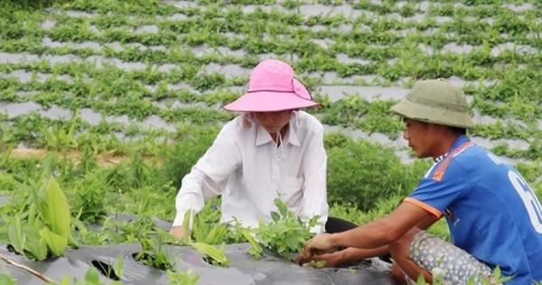 Người nông dân đang thu hoạch 