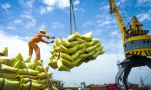 Hình ảnh tạp nhập tái xuất gạo tại chi ma