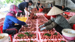 Dịch vụ xuất khẩu dược liệu sang trung quốc tại Chi Ma 2 Dịch vụ xuất khẩu dược liệu sang trung quốc tại Chi Ma