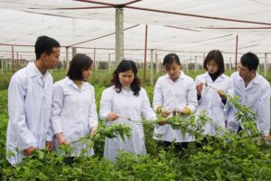 Dịch vụ xuất khẩu dược liệu sang trung quốc tại Chi Ma 5 Dịch vụ xuất khẩu dược liệu sang trung quốc tại Chi Ma